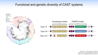 Functional and genetic diversity of CAST systems
Klompe et al., Nature, 571, 219 (2019)
Strecker et al., Science 365, 48–53 (2019)
Saito et al., Cell 184, 2441–2453.e18 (2021)
Transposase module CRISPR module
Type I–F
Type I–B
Type V–K
 