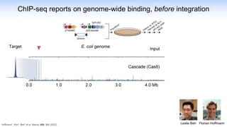 Leslie Beh Florian Hoffmann
ChIP-seq reports on genome-wide binding, before integration
Hoffmann*, Kim*, Beh* et al. Nature, 609, 384 (2022)
 