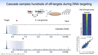 Cascade samples hundreds of off-targets during DNA targeting
640 off-target peaks
Hoffmann*, Kim*, Beh* et al. Nature, 609, 384 (2022)
 