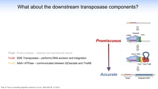 TnsA: Endonuclease – cleaves non-transferred strand
TnsB: DDE Transposase – performs DNA excision and integration
TnsC: AAA+ ATPase – communicates between QCascade and TnsAB
What about the downstream transposase components?
Role of TnsA in controlling integration products: Vo et al., Mob DNA 12, 13 (2021)
Promiscuous
Accurate
 