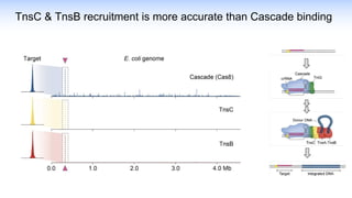 TnsC & TnsB recruitment is more accurate than Cascade binding
 