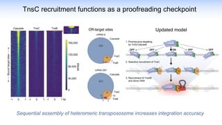 TnsC recruitment functions as a proofreading checkpoint
Sequential assembly of heteromeric transpososome increases integration accuracy
Off-target sites Updated model
 