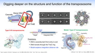 Cascade
Digging deeper on the structure and function of the transpososome
Type V systems: Schmitz*, Querques* et al. Cell 185, 4999 (2022). Park*, Tsai*, Rizo* et al., Nature (2022)
Model: Type I-F transpososome
Type V-K transpososome
Hoffmann*, Kim*, Beh* et al. Nature, 609, 384 (2022)
~50-bp
Predictions:
• DNA is severely bent from entry to exit
• DNA transits through the TnsC ring
• Model explains integration distance rule
 
