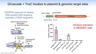QCascade + TnsC localize to plasmid & genomic target sites
mCherry activation
in HEK293T cells
CRISPRa approach to assess
RNA-guided DNA targeting,
upstream of DNA integration
Lampe*, King* et al., NBT (2023)
 