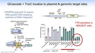 QCascade + TnsC localize to plasmid & genomic target sites
TTN activation in
HEK293T cells
CRISPRa approach to assess
RNA-guided DNA targeting,
upstream of DNA integration
Lampe*, King* et al., NBT (2023)
 