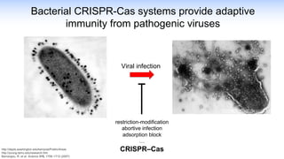 Bacterial CRISPR-Cas systems provide adaptive
immunity from pathogenic viruses
Viral infection
restriction-modification
abortive infection
adsorption block
…
CRISPR–Cas
http://depts.washington.edu/kerrpost/Public/Areas
http://young.tamu.edu/research.htm
Barrangou, R. et al. Science 315, 1709–1712 (2007)
 