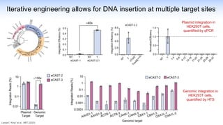 Iterative engineering allows for DNA insertion at multiple target sites
Plasmid integration in
HEK293T cells,
quantified by qPCR
Genomic integration in
HEK293T cells,
quantified by HTS
Lampe*, King* et al., NBT (2023)
 
