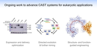 Ongoing work to advance CAST systems for eukaryotic applications
Structure- and function-
guided engineering
Expression and delivery
optimization
Directed evolution
& further mining
 