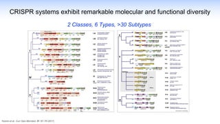 Koonin et al., Curr Opin Microbiol. 37, 67–78 (2017)
2 Classes, 6 Types, >30 Subtypes
CRISPR systems exhibit remarkable molecular and functional diversity
 