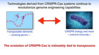 Technologies derived from CRISPR-Cas systems continue to
revolutionize genome engineering capabilities
CRISPR biology and more
– antiviral immunity –
Transposable elements
– ‘jumping genes’ –
The evolution of CRISPR-Cas is intimately tied to transposons
 