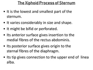 Sternum.pptx
