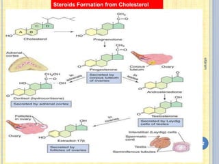 32
sitaram
Steroids Formation from Cholesterol
 