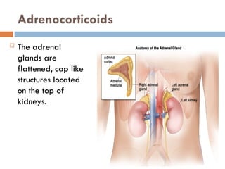 Adrenocorticoids
 The adrenal
glands are
flattened, cap like
structures located
on the top of
kidneys.
 