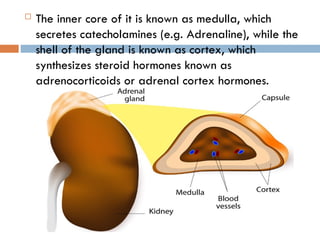  The inner core of it is known as medulla, which
secretes catecholamines (e.g. Adrenaline), while the
shell of the gland is known as cortex, which
synthesizes steroid hormones known as
adrenocorticoids or adrenal cortex hormones.
 