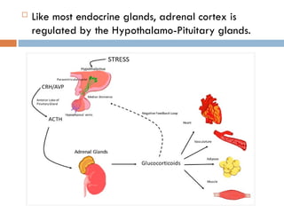  Like most endocrine glands, adrenal cortex is
regulated by the Hypothalamo-Pituitary glands.
 