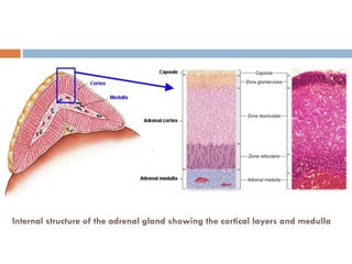 Internal structure of the adrenal gland showing the cortical layers and medulla
 