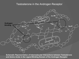 Schematic Representation of Intermolecular Interactions between Testosterone and Amino Acids in the Ligand Binding Domain of the Androgen Receptor Testosterone in the Androgen Receptor Hydrogen Bonding 