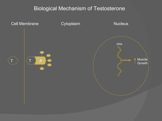 Cell Membrane Nucleus Cytoplasm Muscle  Growth DNA Biological Mechanism of Testosterone T T A 