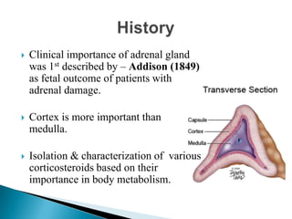  Clinical importance of adrenal gland
was 1st described by – Addison (1849)
as fetal outcome of patients with
adrenal damage.
 Cortex is more important than
medulla.
 Isolation & characterization of various
corticosteroids based on their
importance in body metabolism.
 