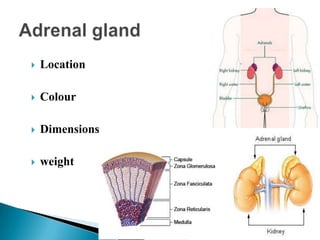  Location
 Colour
 Dimensions
 weight
 