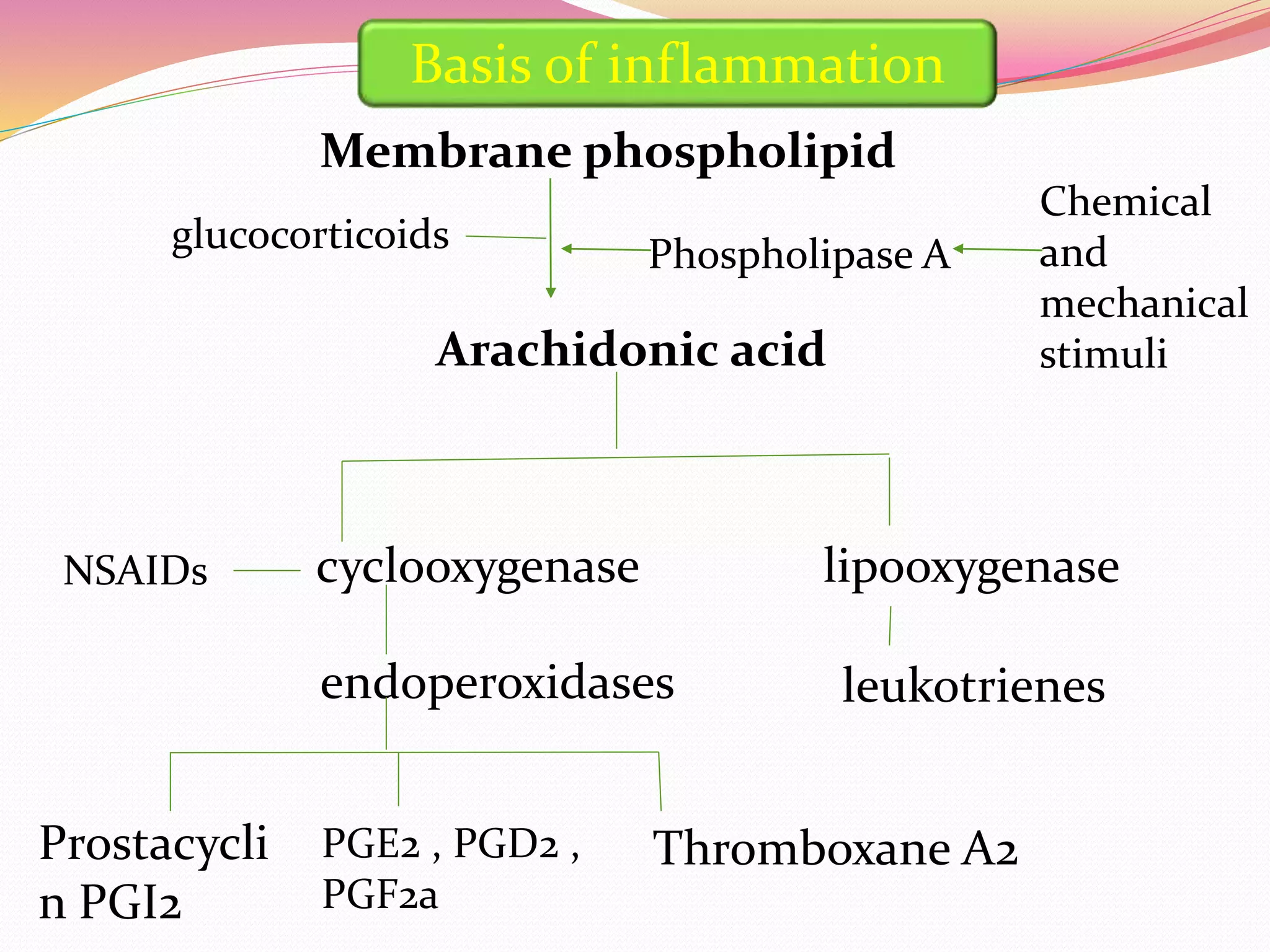 Membrane phospholipid
Arachidonic acid
Chemical
and
mechanical
stimuli
Phospholipase A
cyclooxygenase lipooxygenase
endoperoxidases leukotrienes
Prostacycli
n PGI2
PGE2 , PGD2 ,
PGF2a
Thromboxane A2
glucocorticoids
NSAIDs
Basis of inflammation
 