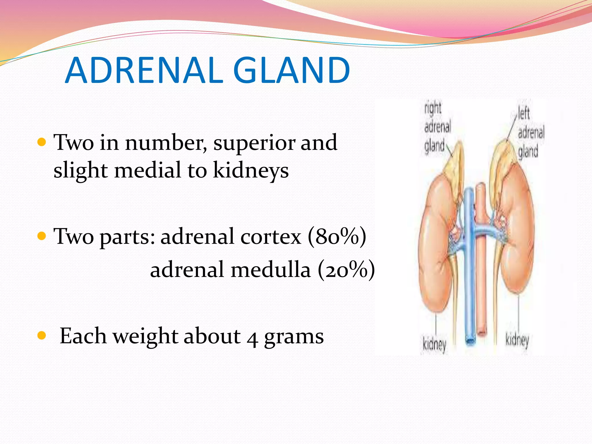 ADRENAL GLAND
 Two in number, superior and
slight medial to kidneys
 Two parts: adrenal cortex (80%)
adrenal medulla (20%)
 Each weight about 4 grams
 
