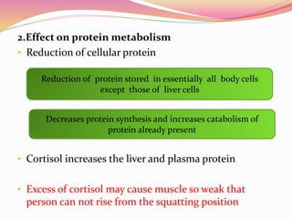 2.Effect on protein metabolism
• Reduction of cellular protein
• Cortisol increases the liver and plasma protein
• Excess of cortisol may cause muscle so weak that
person can not rise from the squatting position
Reduction of protein stored in essentially all body cells
except those of liver cells
Decreases protein synthesis and increases catabolism of
protein already present
 