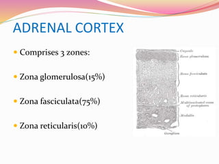 ADRENAL CORTEX
 Comprises 3 zones:
 Zona glomerulosa(15%)
 Zona fasciculata(75%)
 Zona reticularis(10%)
 