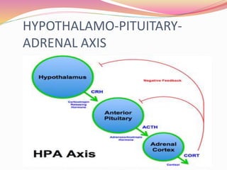 HYPOTHALAMO-PITUITARY-
ADRENAL AXIS
 