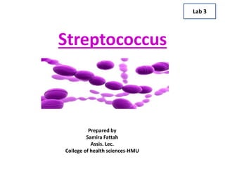 Streptococcus
Lab 3
Prepared by
Samira Fattah
Assis. Lec.
College of health sciences-HMU
 