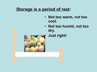Storage is a period of rest : Not too warm, not too cool. Not too humid, not too dry. Just right! 