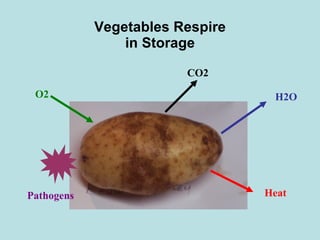 Vegetables Respire in Storage H2O CO2 O2 Heat Pathogens 