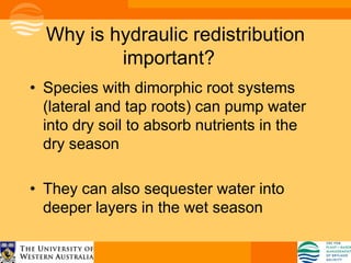 Why is hydraulic redistribution
          important?
• Species with dimorphic root systems
  (lateral and tap roots) can pump water
  into dry soil to absorb nutrients in the
  dry season

• They can also sequester water into
  deeper layers in the wet season
 