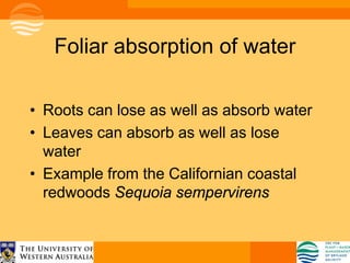 Foliar absorption of water

• Roots can lose as well as absorb water
• Leaves can absorb as well as lose
  water
• Example from the Californian coastal
  redwoods Sequoia sempervirens
 
