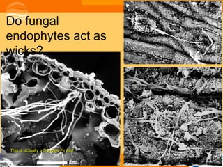 Do fungal
endophytes act as
wicks?
Micrographs by Adeline Fabre




  This is actually a Douglas Fir leaf
 