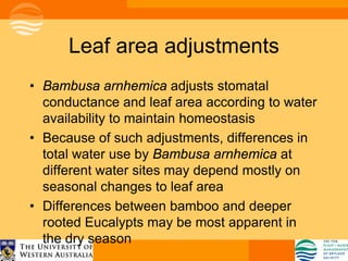 Leaf area adjustments
• Bambusa arnhemica adjusts stomatal
  conductance and leaf area according to water
  availability to maintain homeostasis
• Because of such adjustments, differences in
  total water use by Bambusa arnhemica at
  different water sites may depend mostly on
  seasonal changes to leaf area
• Differences between bamboo and deeper
  rooted Eucalypts may be most apparent in
  the dry season
 
