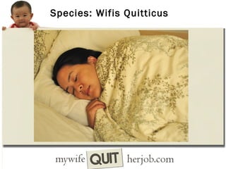 Species: Wifis Quitticus

 