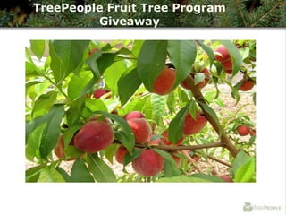 TreePeople Fruit Tree Program Giveaway 