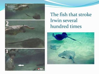 The fish that stroke
Irwin several
hundred times
 