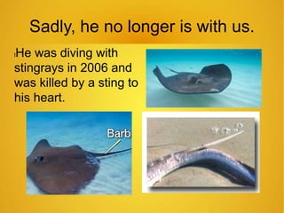 Sadly, he no longer is with us. 
lHe was diving with 
stingrays in 2006 and 
was killed by a sting to 
his heart. 
 