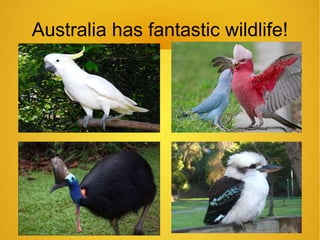 Australia has fantastic wildlife! 
 