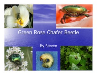 Green Rose Chafer Beetle

        By Steven
 
