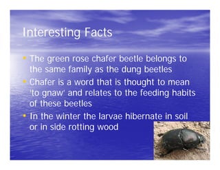 Interesting Facts

• The green rose chafer beetle belongs to
  the same family as the dung beetles
• Chafer is a word that is thought to mean
  ‘to gnaw’ and relates to the feeding habits
  of these beetles
• In the winter the larvae hibernate in soil
  or in side rotting wood
 