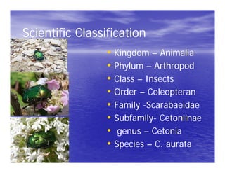 Steven green rose chafer beetle steven's files | PDF