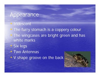 Appearance
• Iridescent
• The furry stomach is a coppery colour
• The wingcases are bright green and has
  white marks
• Six legs
• Two Antennas
• V shape groove on the back
 