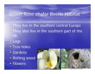Green Rose chafer Beetle Habitat

• They live in the southern central Europe
• They also live in the southern part of the
  Uk
• Logs
• Tree holes
• Gardens
• Rotting wood
• Flowers
 