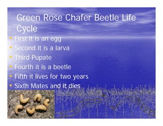 Green Rose Chafer Beetle Life
  Cycle
• First it is an egg
• Second it is a larva
• Third Pupate
• Fourth it is a beetle
• Fifth it lives for two years
• Sixth Mates and it dies
 