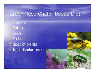 Green Rose Chafer Beetle Diet
• Flowers
• Pollen
• Leafs
• Fruits
• Buds of plants
• In particular roses
 