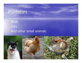 Predators

• Birds
• Cats
• And other small animals
 