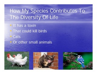 How My Species Contributes To
The Diversity Of Life
• It has a toxin
• That could kill birds
• Cats
• Or other small animals
 
